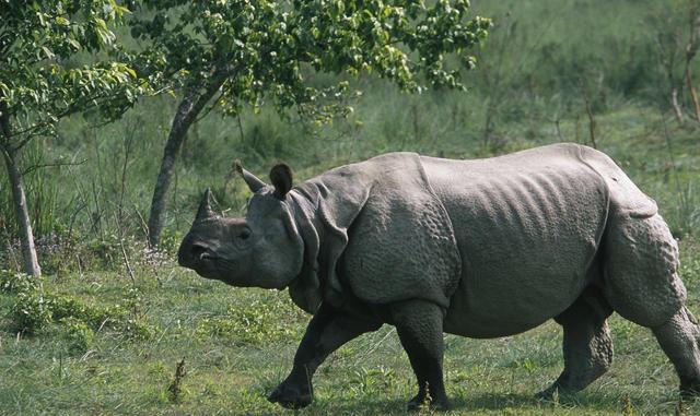 Rhino gaida ratoapti 3lvQewJAcC