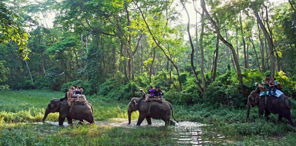 jungle safari