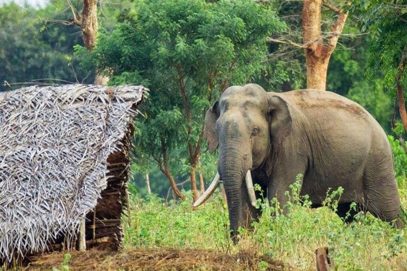 wild elephantt0 QbOIy6ED6O