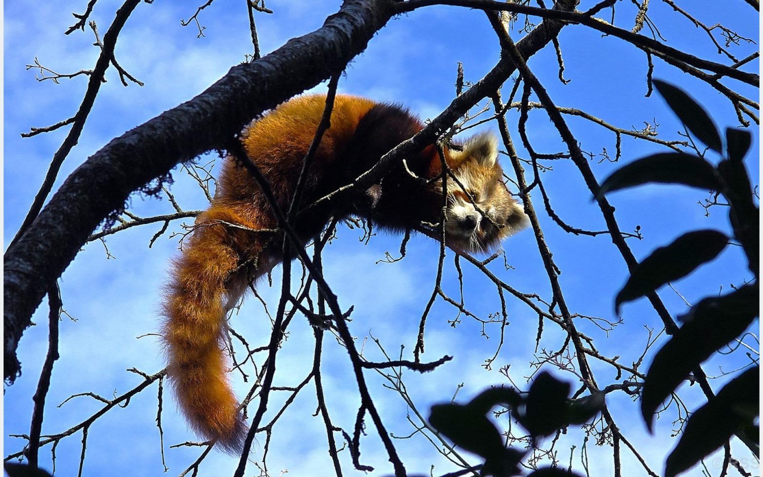 read panda