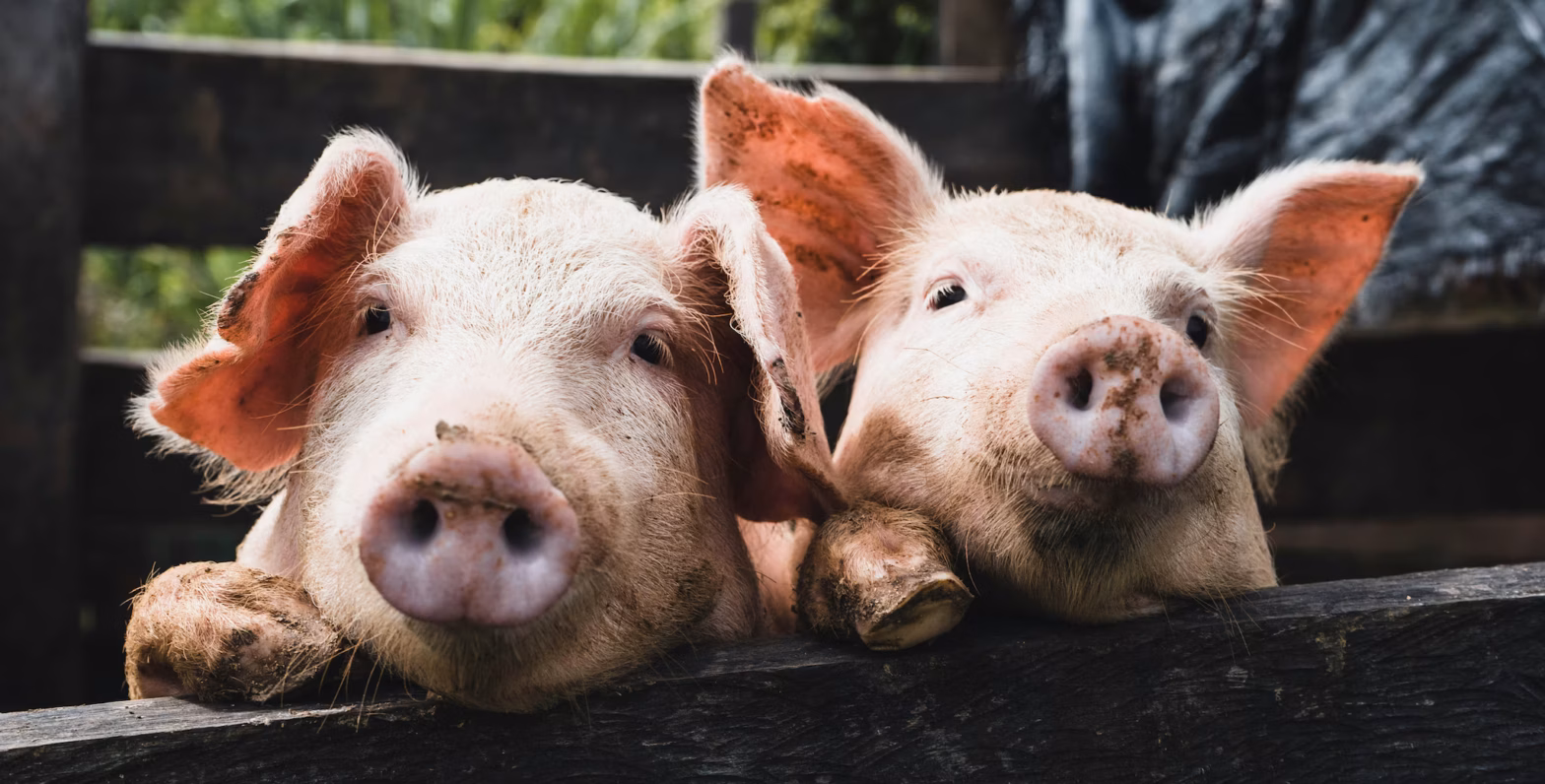 pig