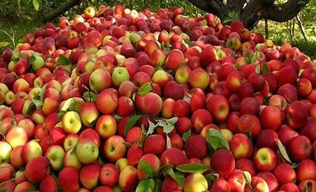 apple jumla