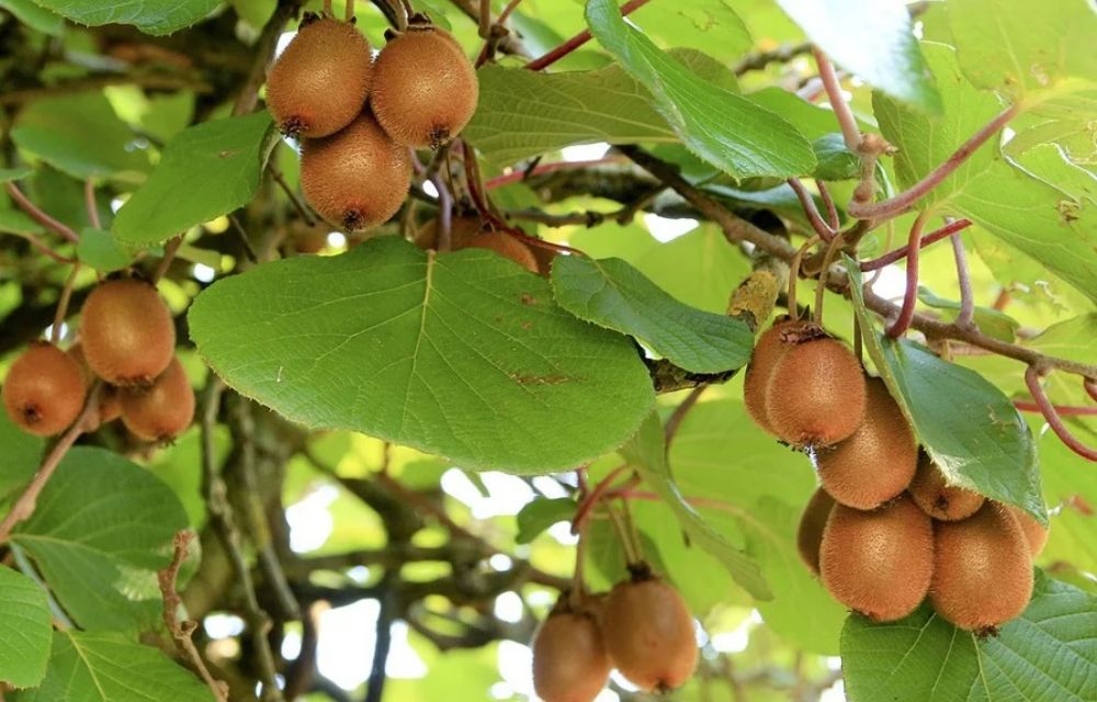 kiwi kiwi