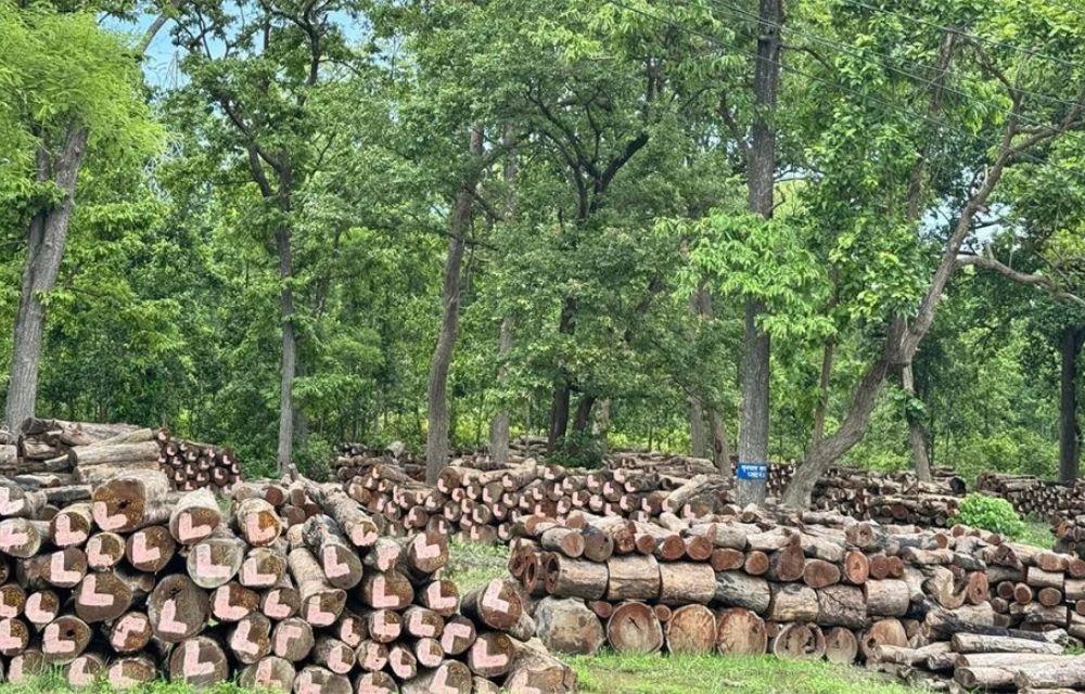 wood wood
